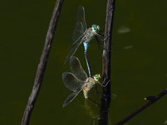 Anax parthenope
