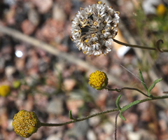Picradeniopsis multiflora