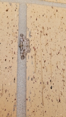 Iridopsis defectaria