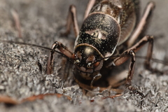 Cyphoderris monstrosa