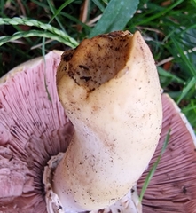 Agaricus xanthodermus