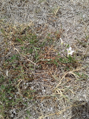 Convolvulus arvensis