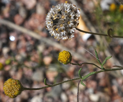 Picradeniopsis multiflora