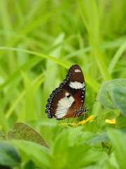 Hypolimnas misippus