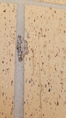 Iridopsis defectaria