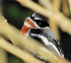 Batis molitor molitor