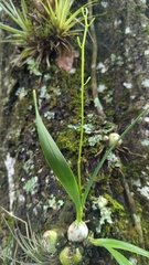 Encyclia