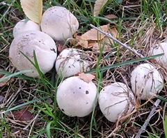 Agaricus xanthodermus