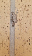 Iridopsis defectaria