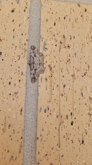 Iridopsis defectaria