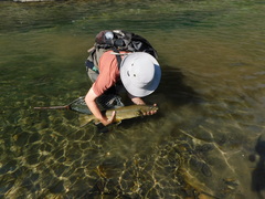 Salvelinus confluentus