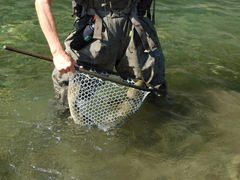 Salvelinus confluentus