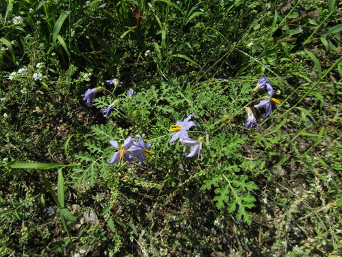 Solanum citrullifolium, photograph 3