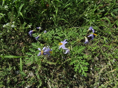Solanum citrullifolium