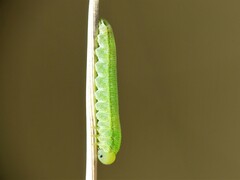 Tenthredopsis