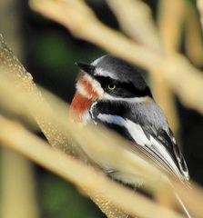 Batis molitor molitor