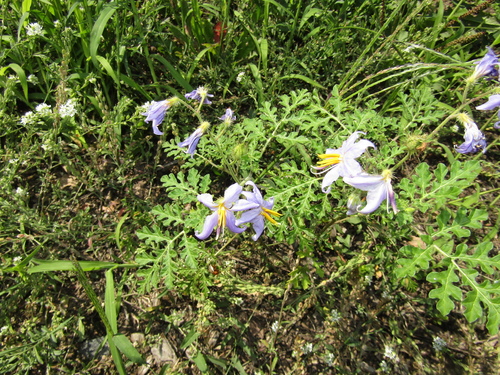 Solanum citrullifolium, photograph 4