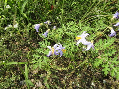 Solanum citrullifolium