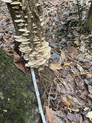 Trametes cubensis