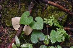 Asarum caudatum