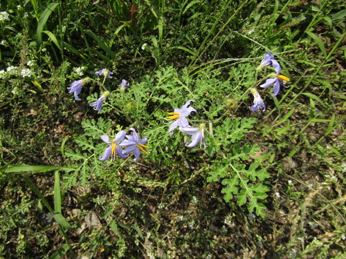 Solanum citrullifolium, photograph 5