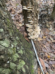 Trametes cubensis