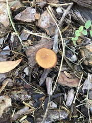 Pholiotina rugosa