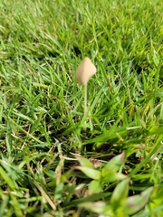 Conocybe apala