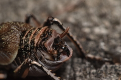 Cyphoderris monstrosa