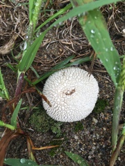 Lycoperdon