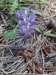 Lupinus argenteus