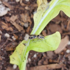 Bagrada hilaris
