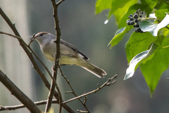 Leiothlypis crissalis