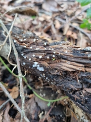 Helicogloea compressa