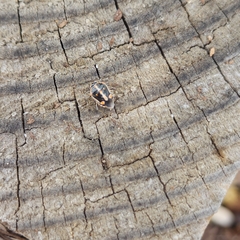 Bagrada hilaris