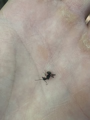 Camponotus pennsylvanicus