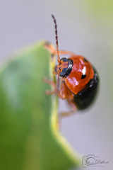 Cryptocephalus