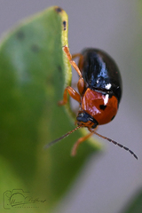 Cryptocephalus