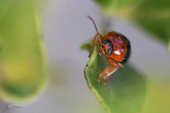 Cryptocephalus