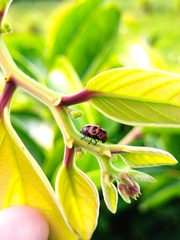 Cryptocephalus trifasciatus