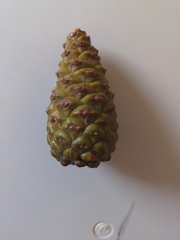 Pinus
