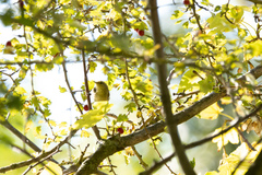 Phylloscopus