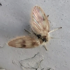 Psychodinae