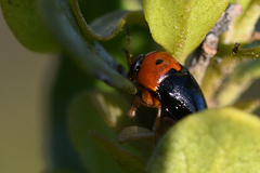 Cryptocephalus