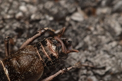 Cyphoderris monstrosa