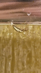 Tetragnatha