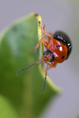 Cryptocephalus