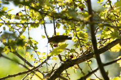 Phylloscopus
