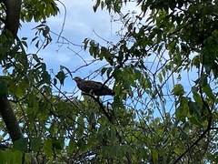 Rostrhamus sociabilis