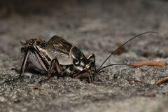 Cyphoderris monstrosa